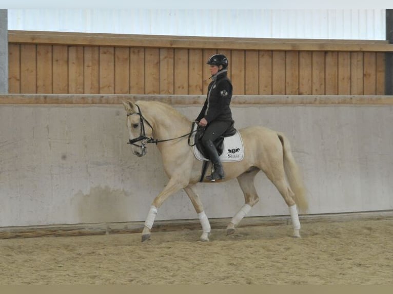 Andalou Hongre 5 Ans 158 cm Palomino in Wellheim