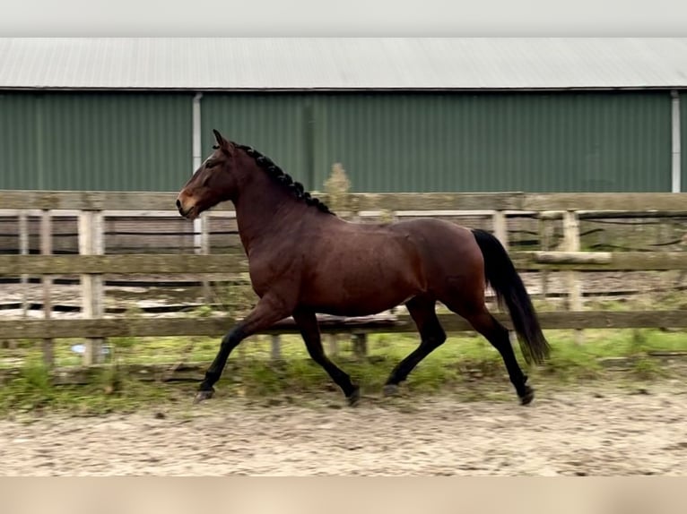 Andalou Hongre 5 Ans 159 cm Bai brun in Barneveld