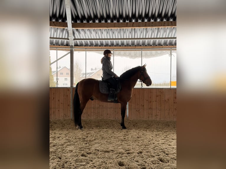 Andalou Hongre 5 Ans 159 cm Bai in Grabenstätt