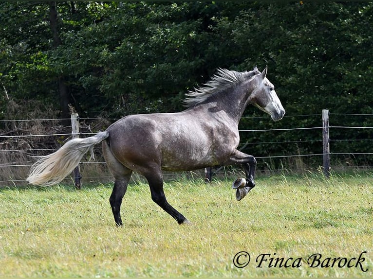 Andalou Hongre 5 Ans 159 cm Gris in Wiebelsheim