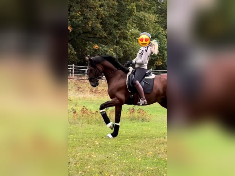 Andalou Hongre 5 Ans 160 cm Bai brun in Herzberg am Harz
