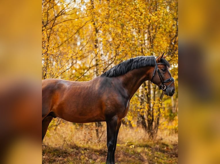 Andalou Hongre 5 Ans 160 cm Bai brun in Herzberg am Harz