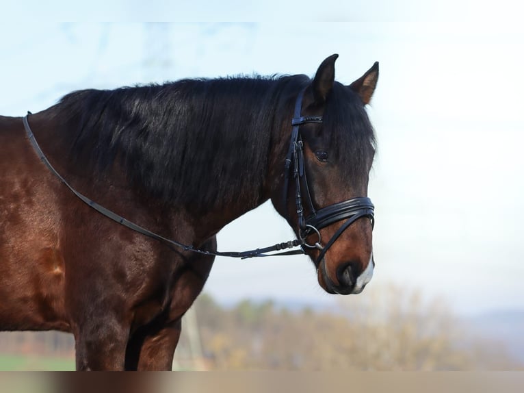 Andalou Hongre 5 Ans 160 cm Bai brun in Bad Neuenahr-Ahrweiler
