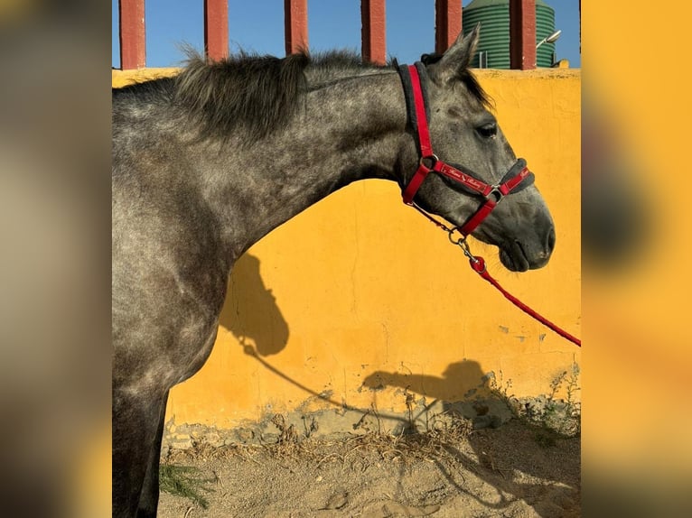 Andalou Hongre 5 Ans 160 cm in Chiclana de la Frontera