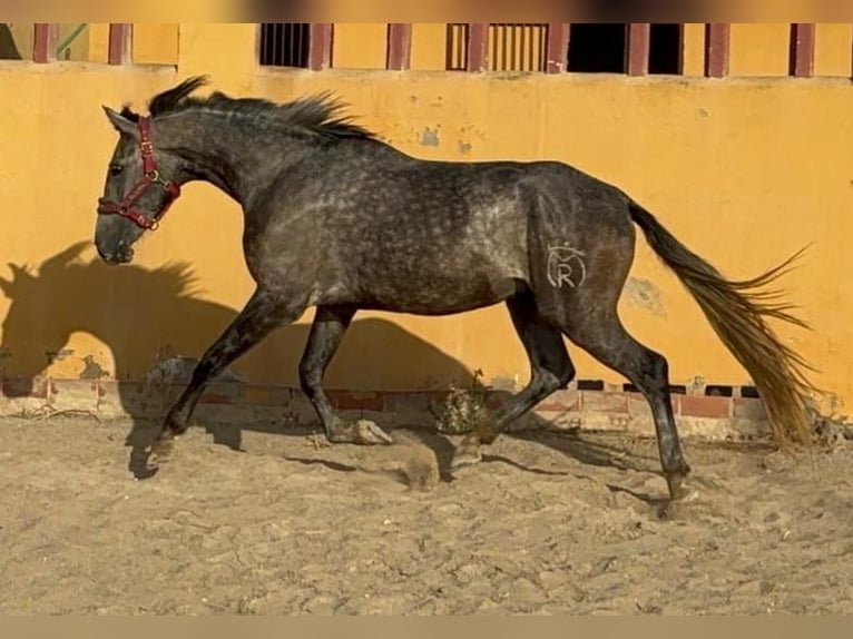 Andalou Hongre 5 Ans 160 cm in Chiclana de la Frontera