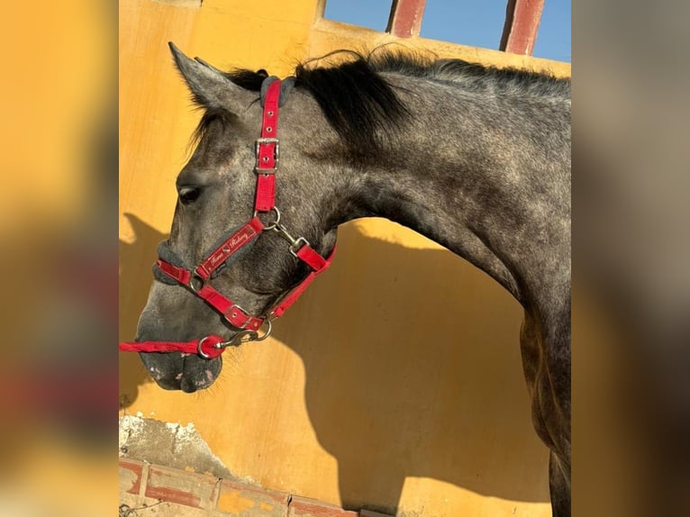 Andalou Hongre 5 Ans 160 cm in Chiclana de la Frontera