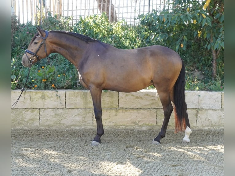 Andalou Hongre 5 Ans 160 cm Isabelle in Krumbach
