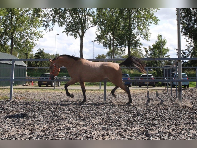 Andalou Croisé Hongre 5 Ans 160 cm Isabelle in Den Haag