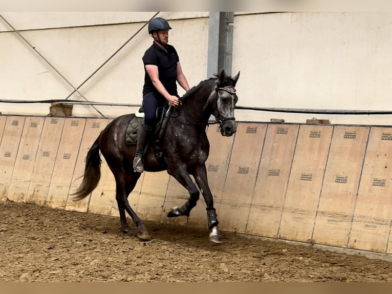 Andalou Hongre 5 Ans 160 cm Rouan bleu in Neustadt (Wied)