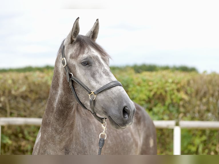 Andalou Hongre 5 Ans 160 cm Rouan bleu in Neustadt (Wied)