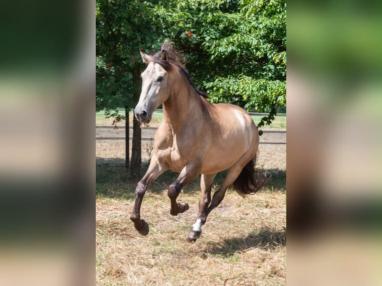 Andalou Hongre 5 Ans 161 cm Buckskin in Ibbenbüren