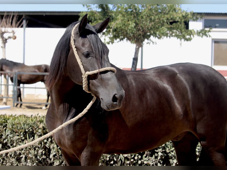 Andalou Hongre 5 Ans 161 cm Noir in Valencia