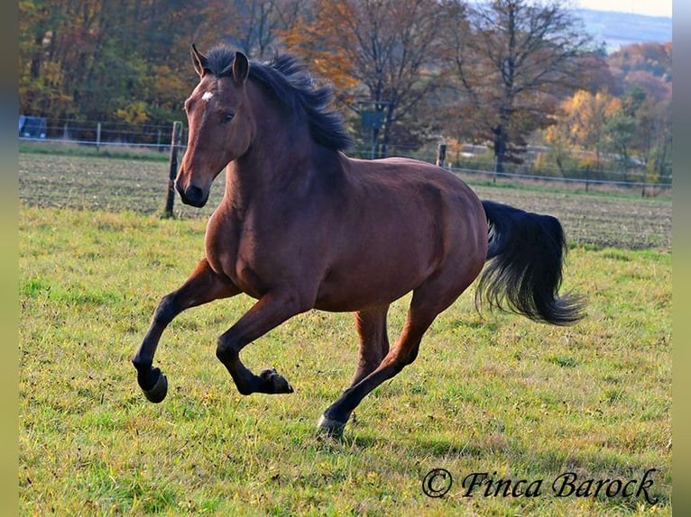 Andalou Hongre 5 Ans 162 cm Bai in Wiebelsheim