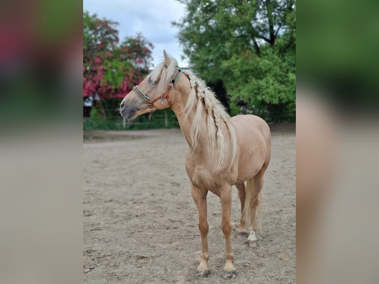 Andalou Hongre 5 Ans 162 cm Palomino in Überlingen