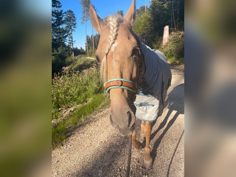 Andalou Hongre 5 Ans 162 cm Palomino in Überlingen