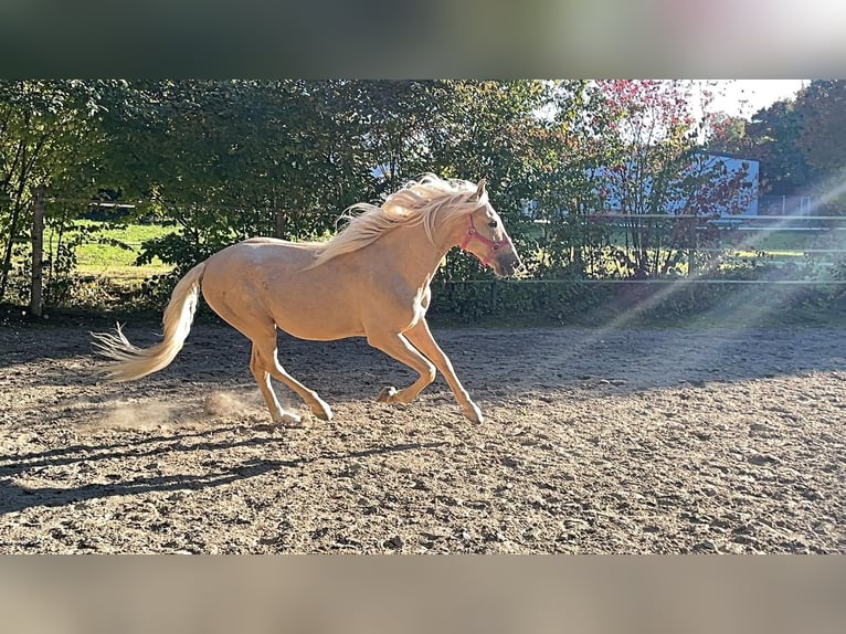 Andalou Hongre 5 Ans 162 cm Palomino in Überlingen