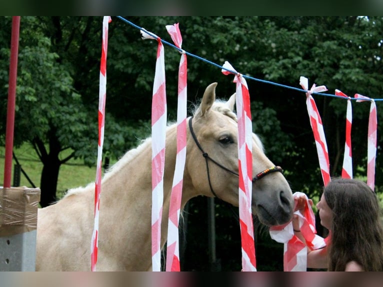 Andalou Hongre 5 Ans 162 cm Palomino in Überlingen