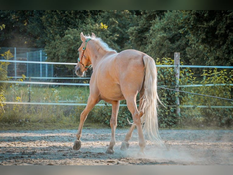 Andalou Hongre 5 Ans 162 cm Palomino in Überlingen
