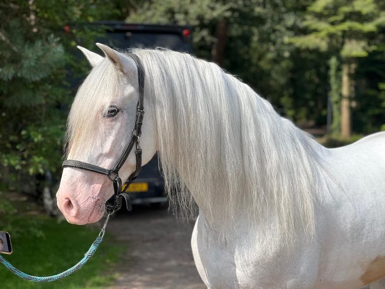 Andalou Croisé Hongre 5 Ans 163 cm Gris in Grebenhain