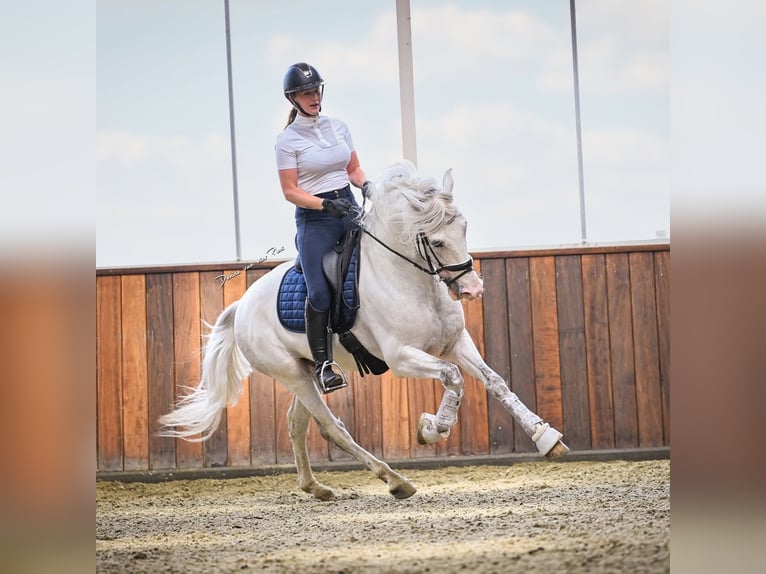 Andalou Croisé Hongre 5 Ans 163 cm Gris in Grebenhain