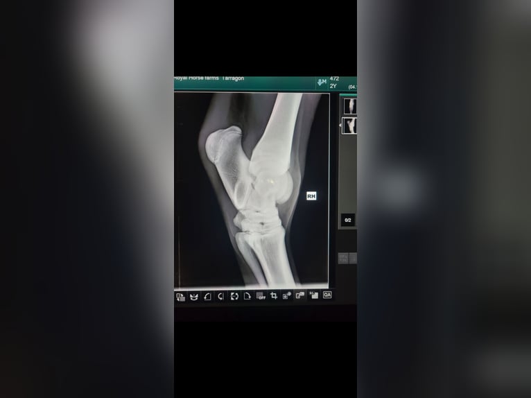 Andalou Hongre 5 Ans 163 cm Gris in Troutman