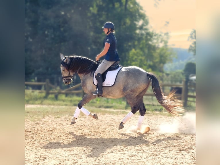 Andalou Hongre 5 Ans 163 cm Gris in Troutman