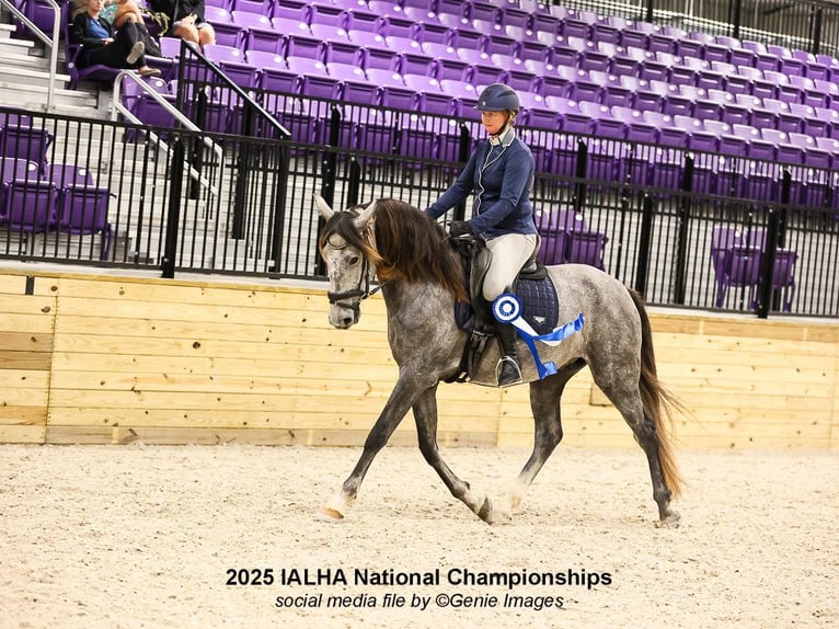 Andalou Hongre 5 Ans 163 cm Gris in Troutman