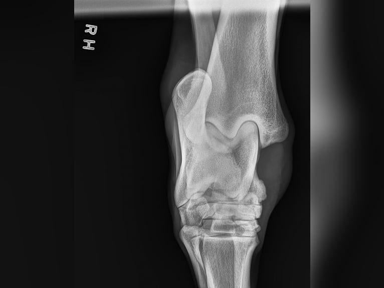 Andalou Hongre 5 Ans 163 cm Gris in Troutman