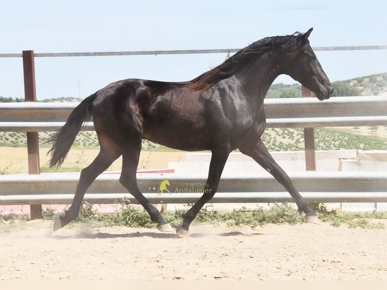Andalou Hongre 5 Ans 163 cm Isabelle in Provinz Cordoba