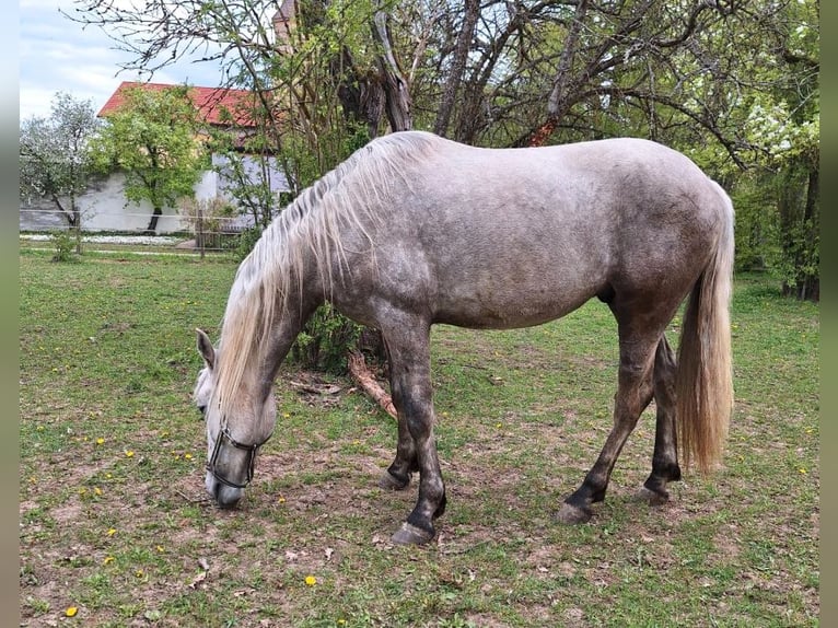 Andalou Hongre 5 Ans 164 cm Palomino in Straelen