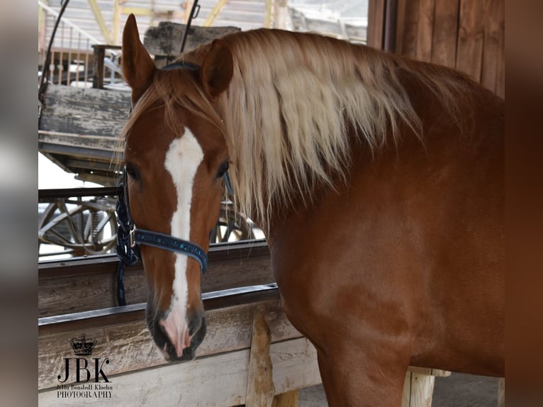 Andalou Hongre 5 Ans 164 cm Palomino in Tabernas Almeria