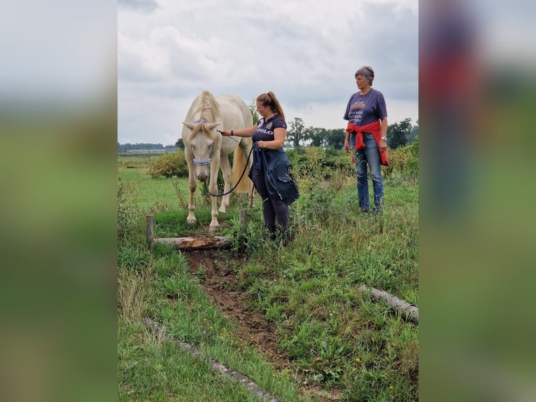 Andalou Hongre 5 Ans 165 cm Champagne in Hille