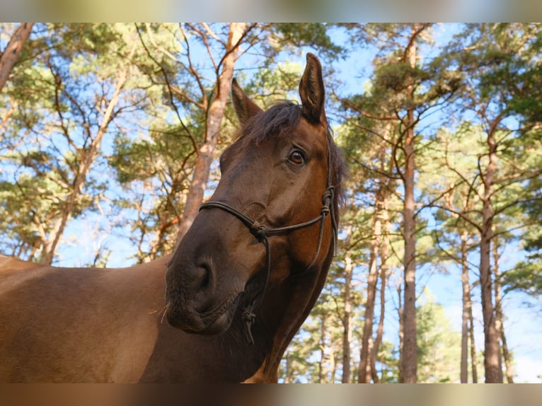 Andalou Croisé Hongre 5 Ans 175 cm Bai cerise in Svitene