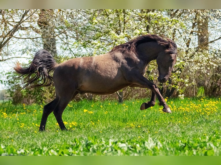 Andalou Croisé Hongre 5 Ans 175 cm Bai cerise in Svitene