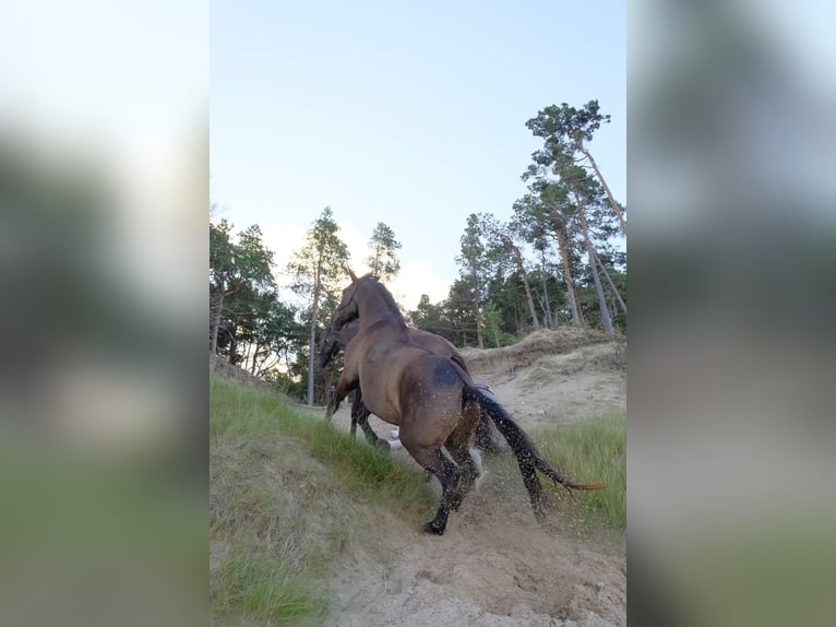 Andalou Croisé Hongre 5 Ans 175 cm Bai cerise in Svitene