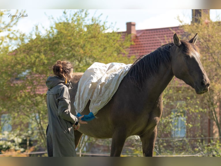 Andalou Croisé Hongre 5 Ans 175 cm Bai cerise in Svitene