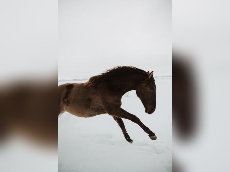 Andalou Croisé Hongre 5 Ans Bai cerise in Svitene