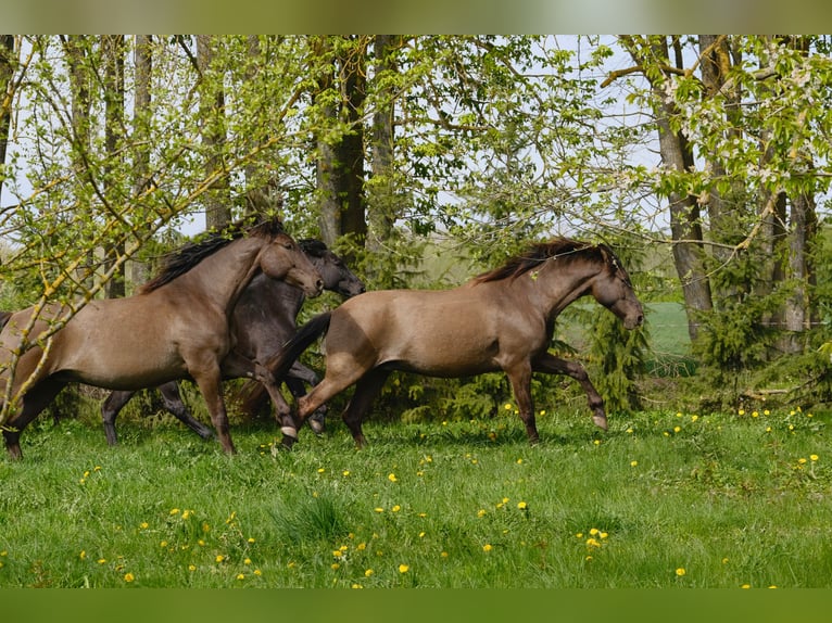 Andalou Croisé Hongre 5 Ans Bai cerise in Svitene