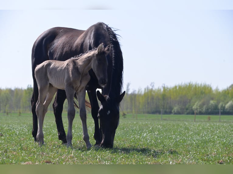 Andalou Croisé Hongre 5 Ans Bai cerise in Svitene