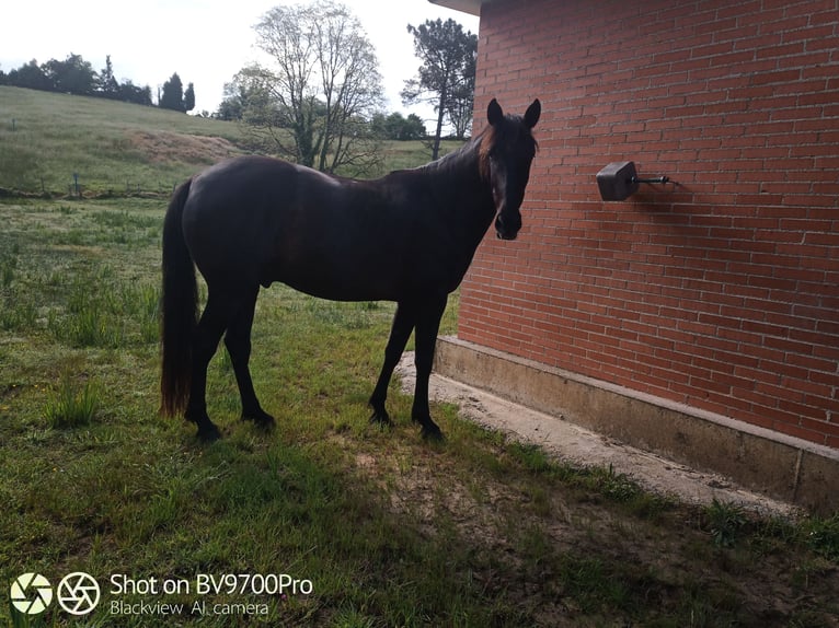 Andalou Hongre 5 Ans Noir in Oviedo