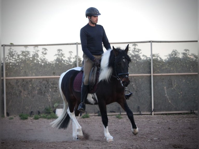 Andalou Croisé Hongre 6 Ans 148 cm Pinto in Valencia