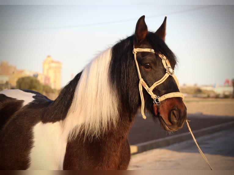 Andalou Croisé Hongre 6 Ans 148 cm Pinto in Valencia