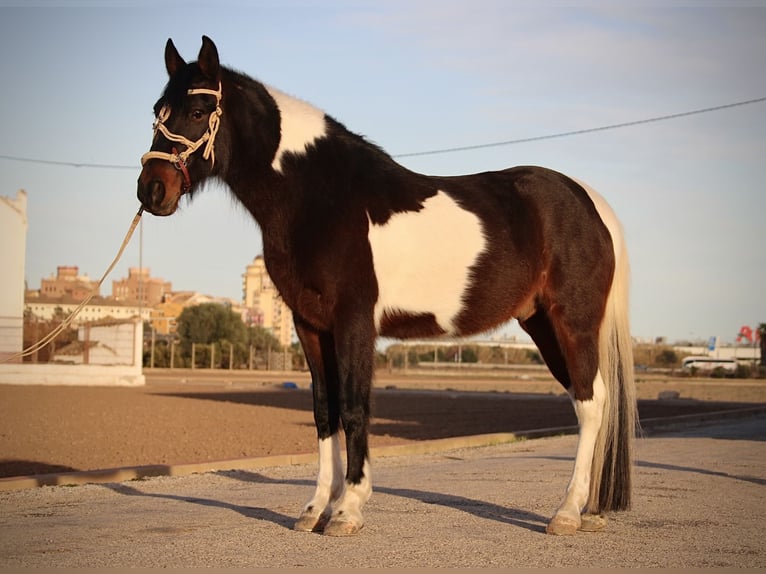 Andalou Croisé Hongre 6 Ans 148 cm Pinto in Valencia