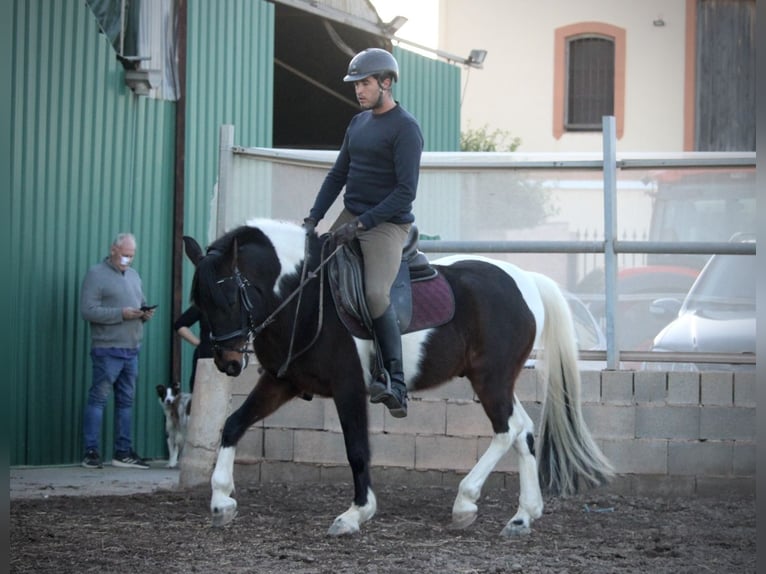 Andalou Croisé Hongre 6 Ans 148 cm Pinto in Valencia