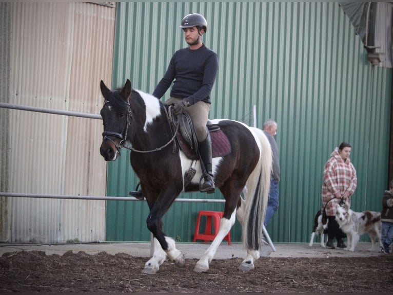 Andalou Croisé Hongre 6 Ans 148 cm Pinto in Valencia