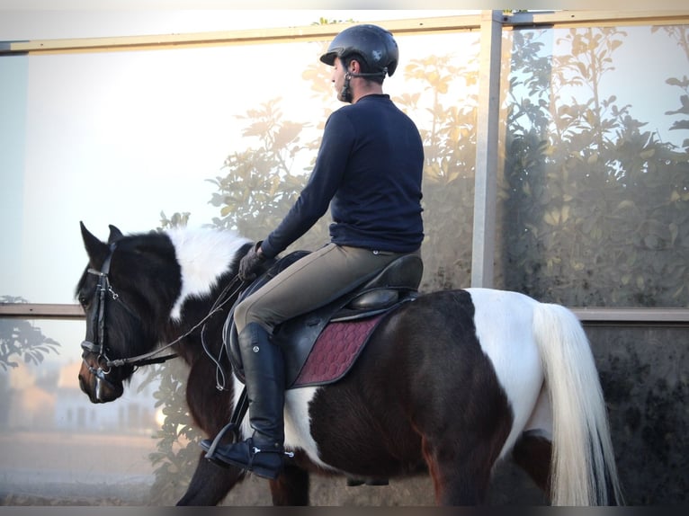 Andalou Croisé Hongre 6 Ans 148 cm Pinto in Valencia