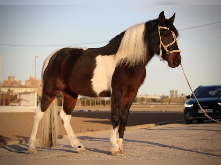 Andalou Croisé Hongre 6 Ans 148 cm Pinto in Valencia