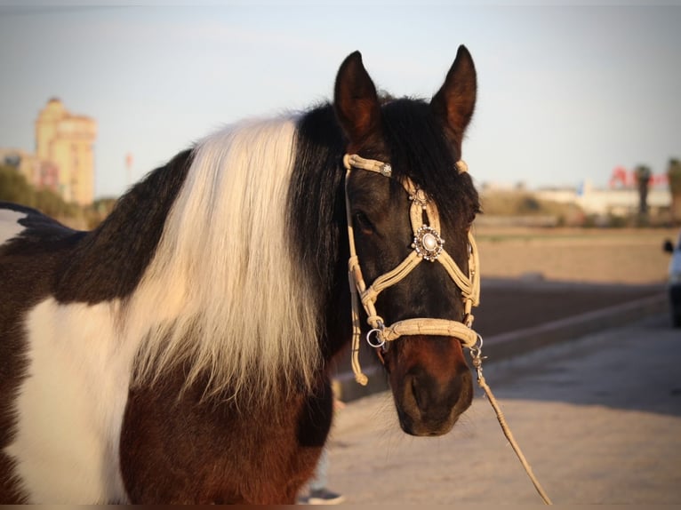 Andalou Croisé Hongre 6 Ans 148 cm Pinto in Valencia