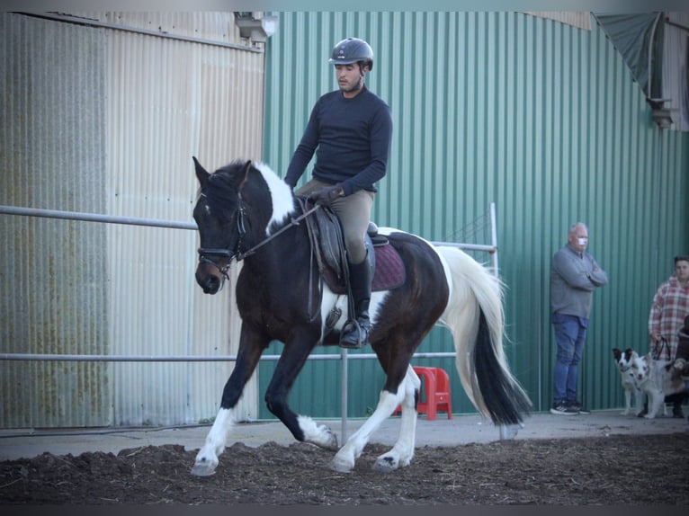 Andalou Croisé Hongre 6 Ans 148 cm Pinto in Valencia