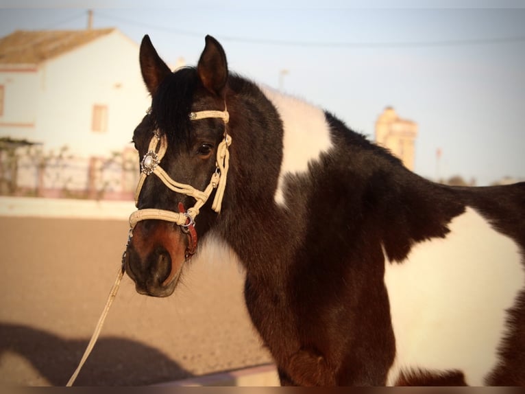 Andalou Croisé Hongre 6 Ans 148 cm Pinto in Valencia